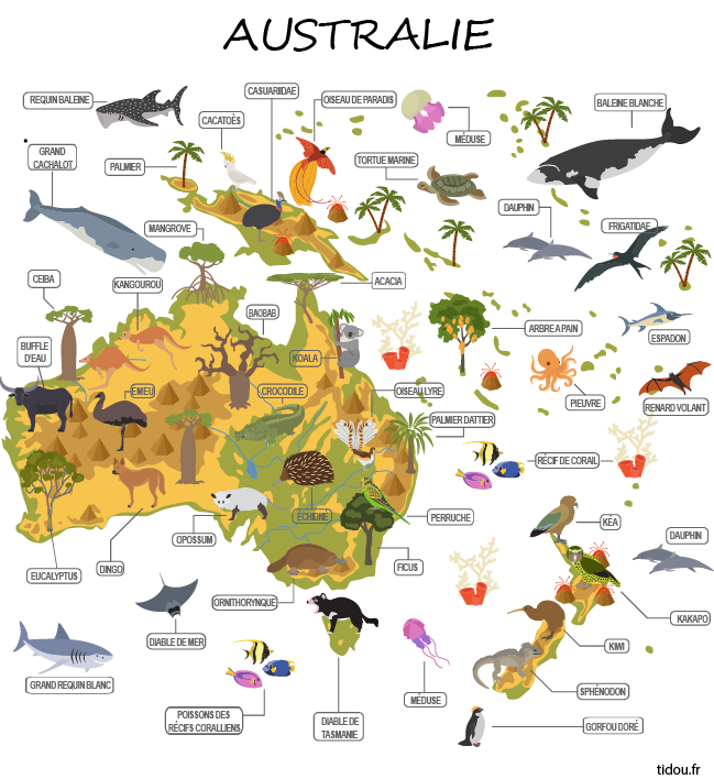 La flore et la faune d'Australie