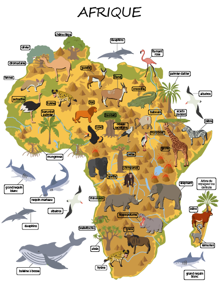 La flore et la faune d'Afrique