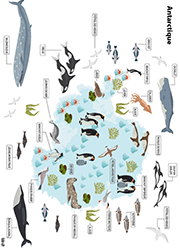 Carte de l'antarctique avec animaux et végétation