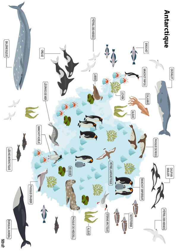 La flore et la faune de l'Antarctique, carte à imprimer