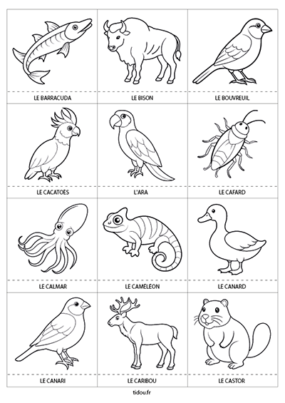 Dessins à imprimer et à colorier, les animaux  : le barracuda, le bison, le bouvreuil, le cacatoès, l'ara, le cafard, le calmar, le caméléon, le canard, le canari, le caribou et le castor.