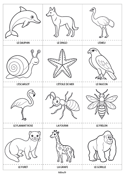 Dessins à imprimer et à colorier, les animaux  :  le dauphin, le dingo, l'émeu, l'escargot, l'étoile de mer, le faucon, le flamant rose, la fourmi, le frelon, le furet, la girafe et le gorille.