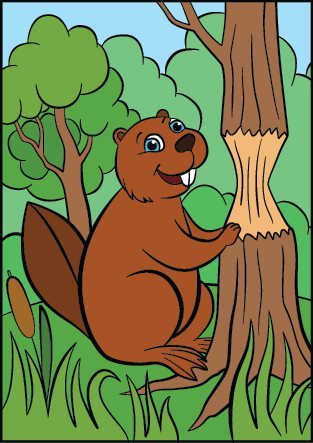 Image couleur, un castor dans la forêt