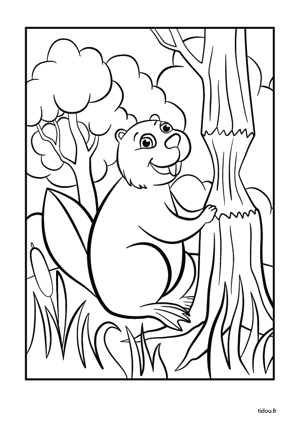 Coloriage Un Castor Dans La Foret Tidou Fr