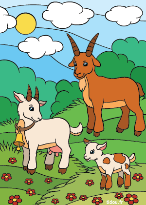 Image couleur, un bouc, une chèvre, un chevreau