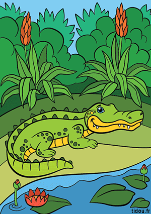 Image couleur, un crocodile