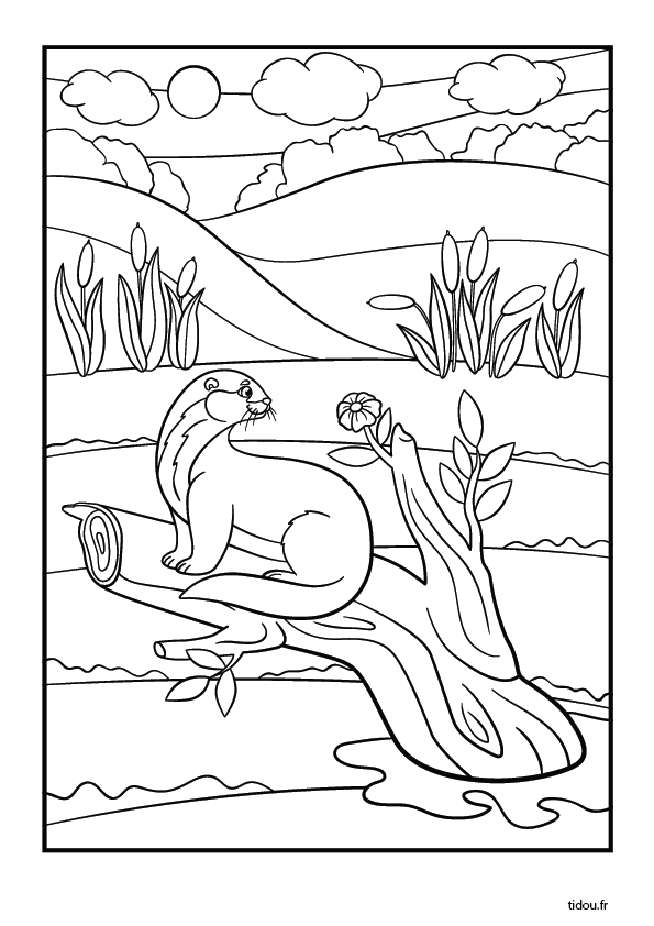 Coloriage à imprimer, la loutre