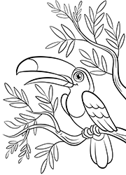 Coloriage un toucan sur une branche