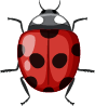 Coccinelle